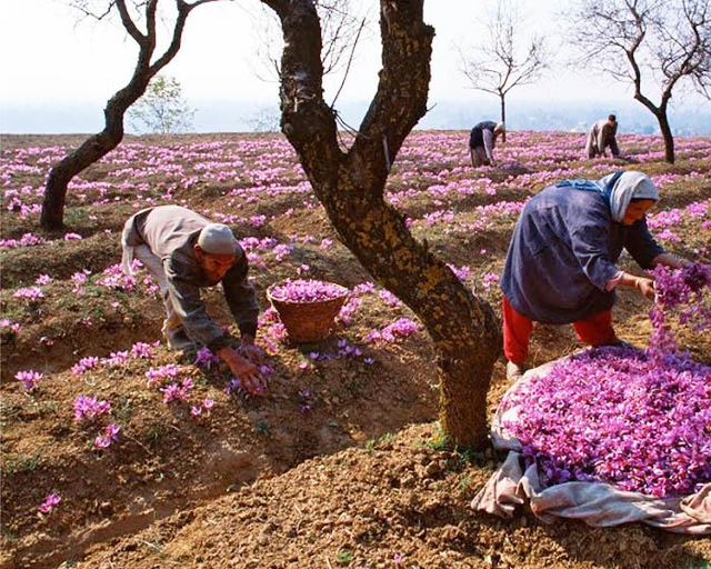 khai thac nhuy hoa nghe tay iran