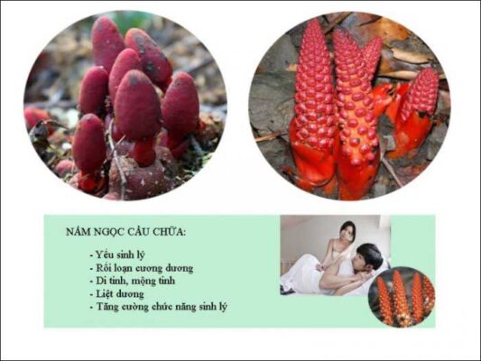 Nấm ngọc cẩu - top thảo dược tăng cường sinh lý nam 