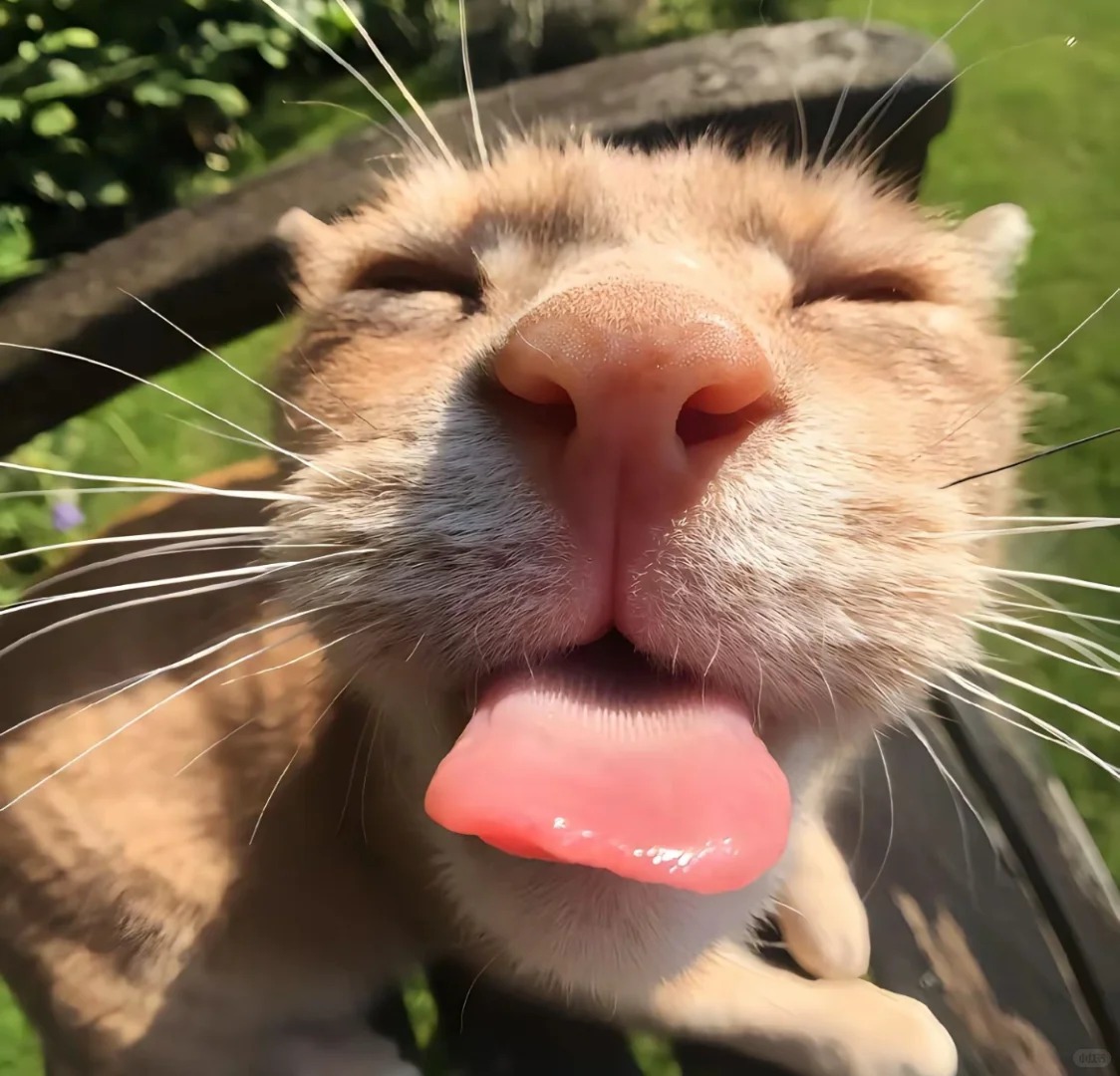 ảnh avatar mèo vô tri