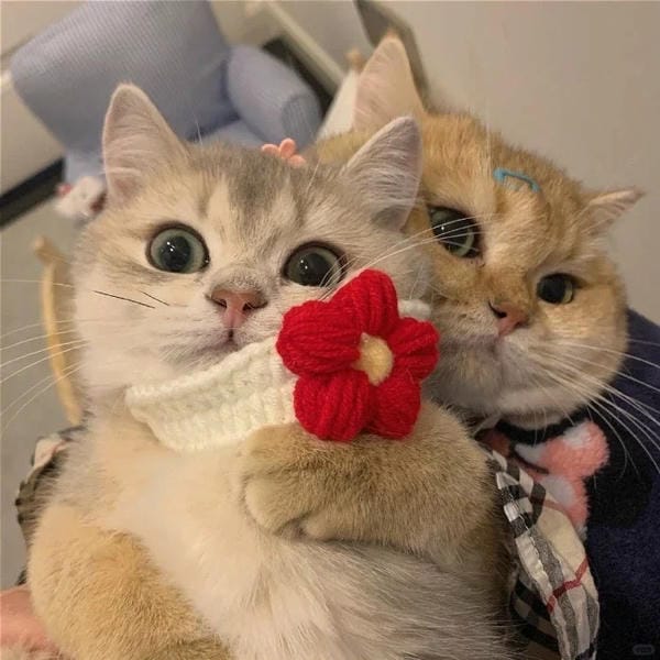avatar đôi cute mèo (1)