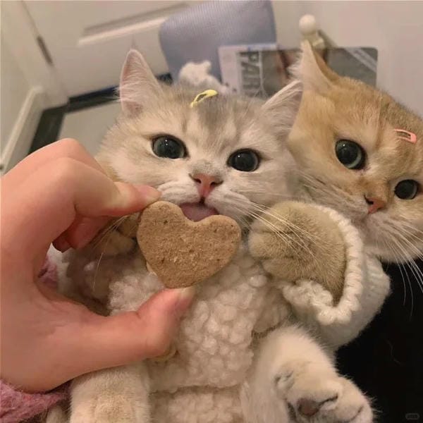 avatar đôi cute mèo (10)