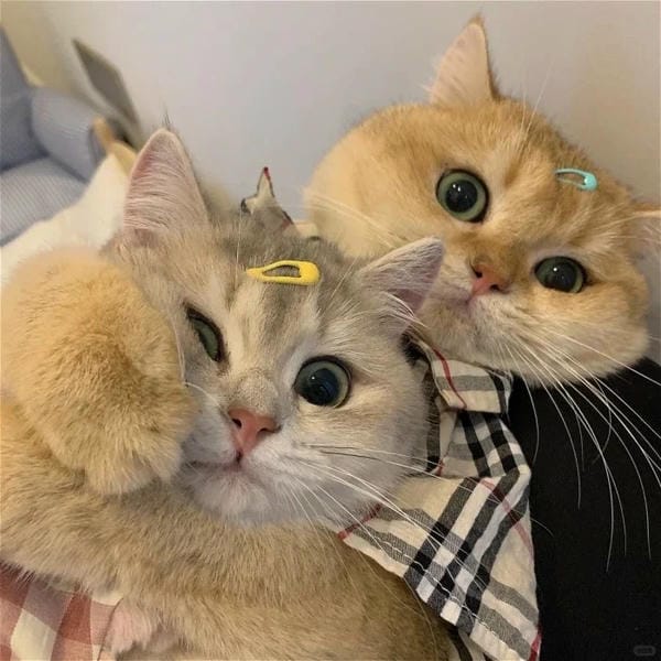 avatar đôi cute mèo (11)