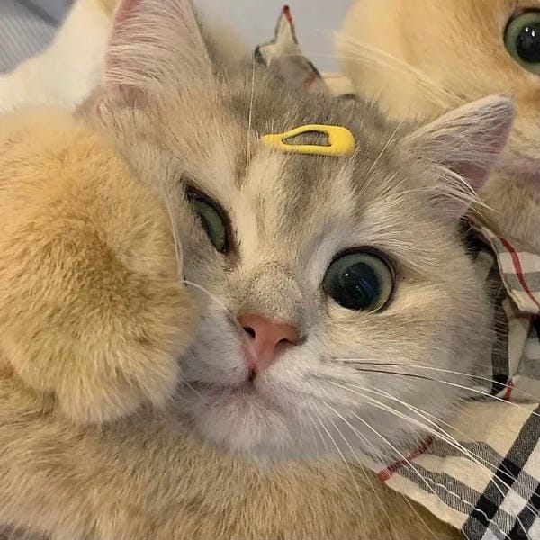 avatar đôi cute mèo (12)