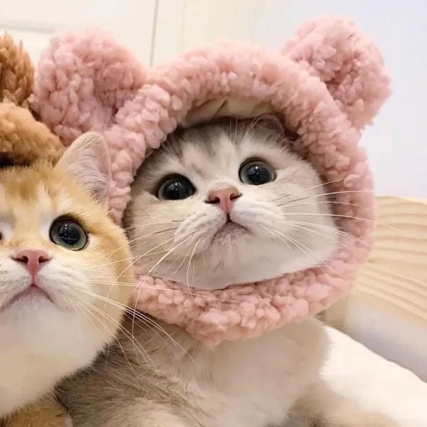 avatar đôi cute mèo (16)