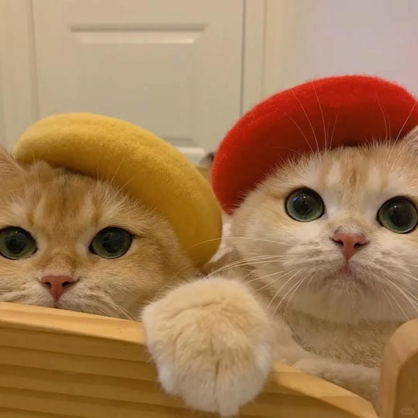 avatar đôi cute mèo (17)