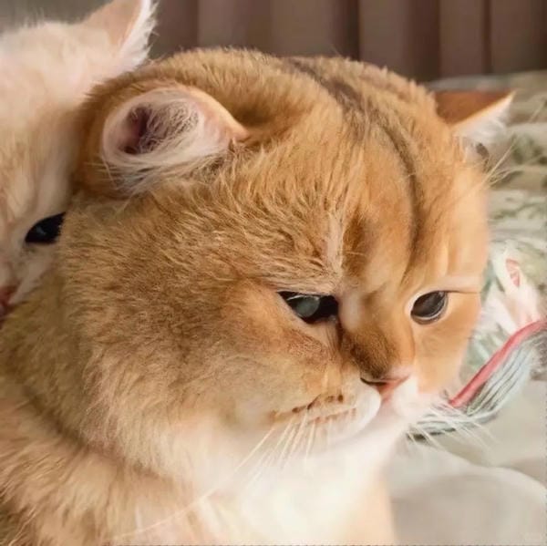 avatar đôi cute mèo (19)