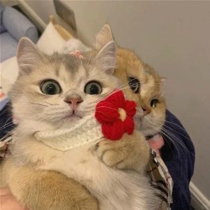 avatar đôi cute mèo (2)