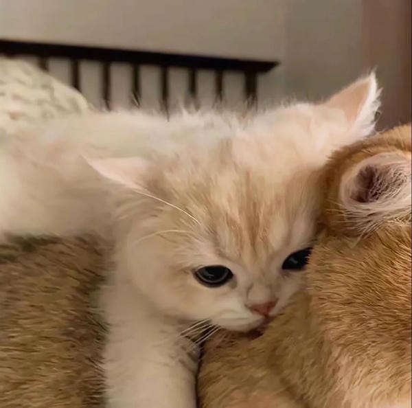 avatar đôi cute mèo (20)