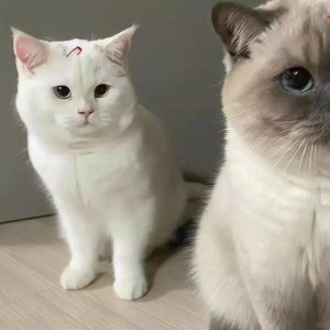 avatar đôi cute mèo (21)