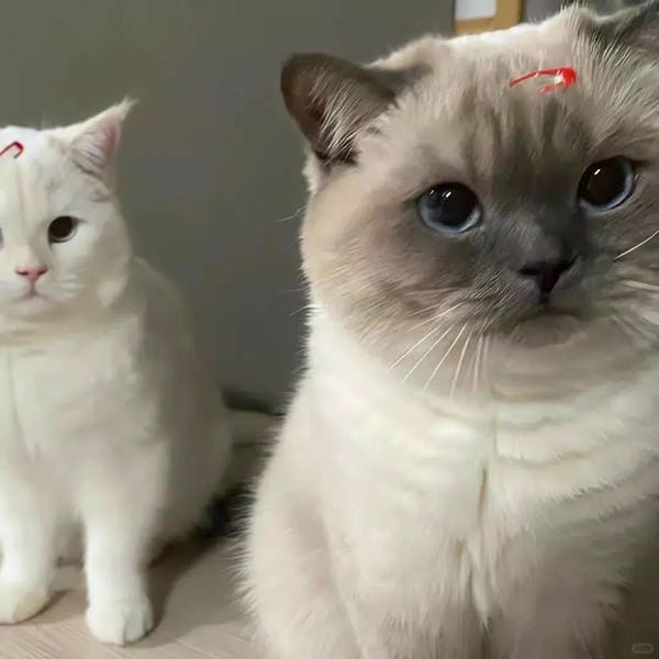 avatar đôi cute mèo (22)