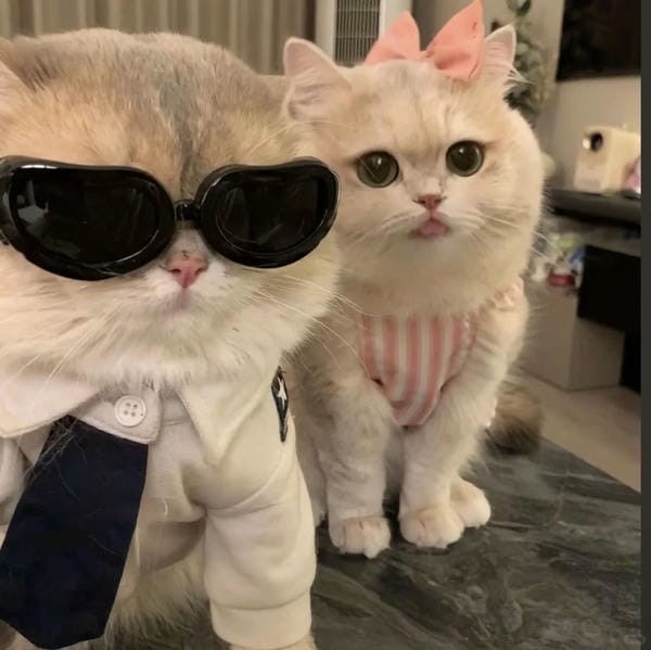 avatar đôi cute mèo (24)