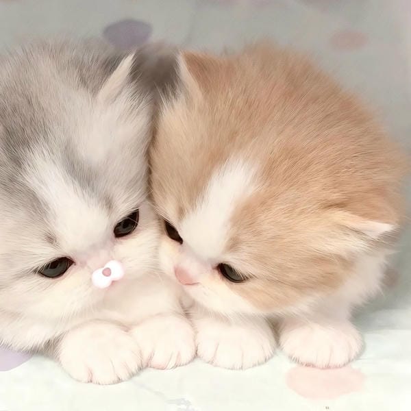 avatar đôi cute mèo (25)