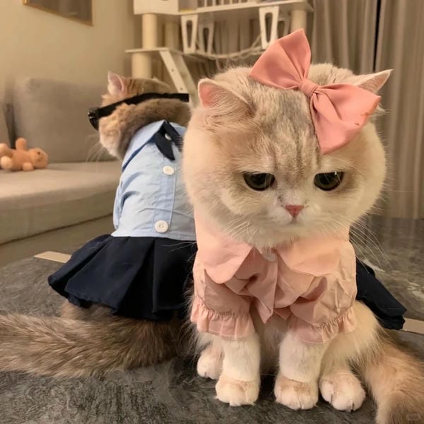 avatar đôi cute mèo (27)