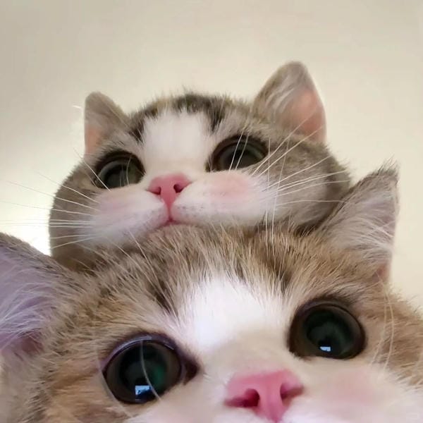 avatar đôi cute mèo (28)