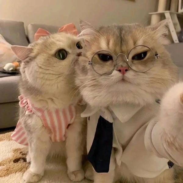 avatar đôi cute mèo (3)
