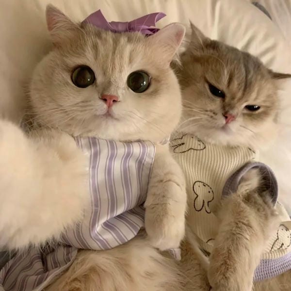 avatar đôi cute mèo (30)