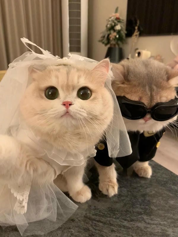 avatar đôi cute mèo (31)