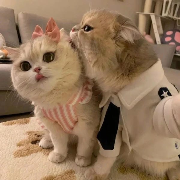 avatar đôi cute mèo (4)