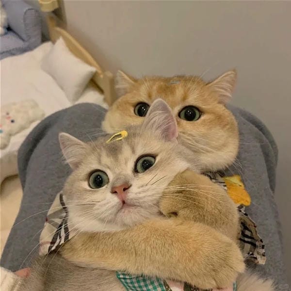 avatar đôi cute mèo (6)