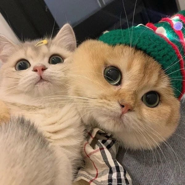 avatar đôi cute mèo (7)