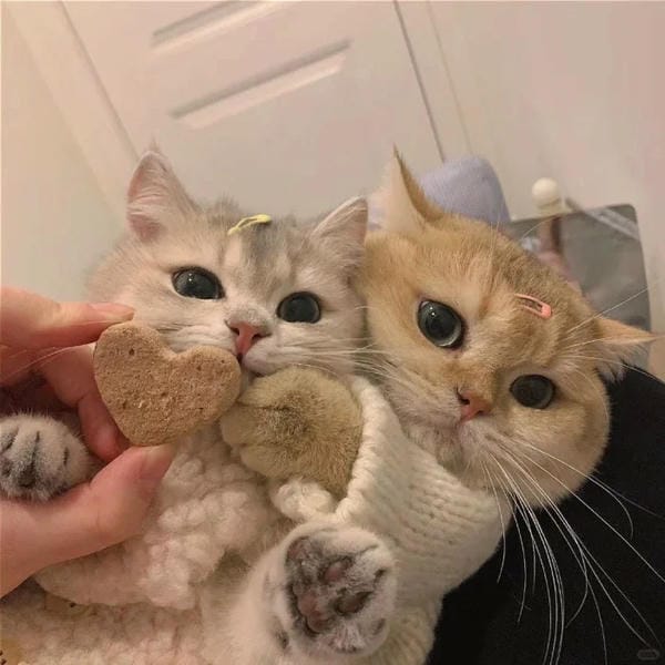 avatar đôi cute mèo (9)