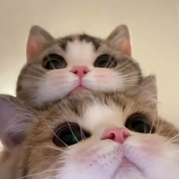avatar đôi mèo cute