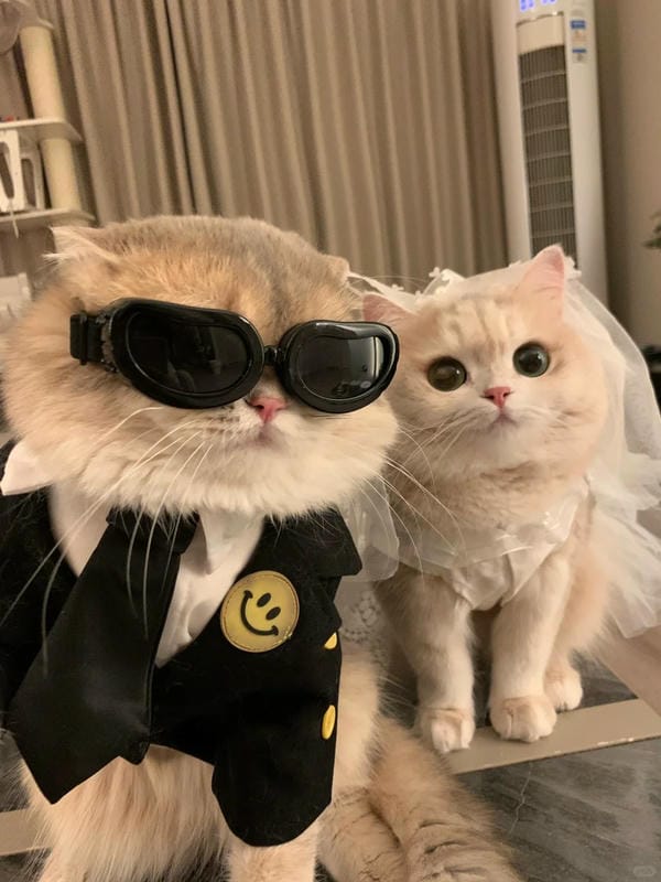 avatar đôi mèo cute