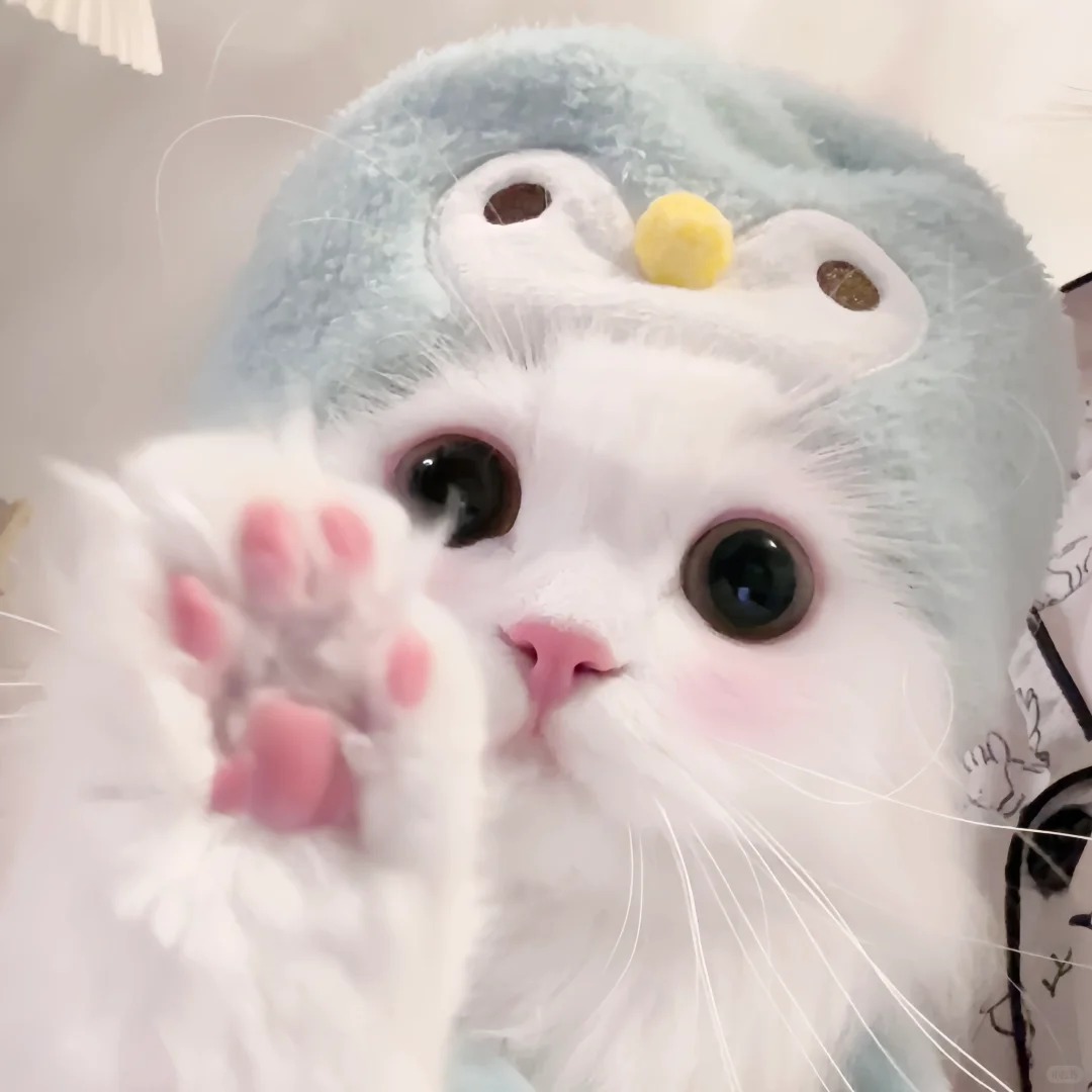 avatar mèo vô tri (11)