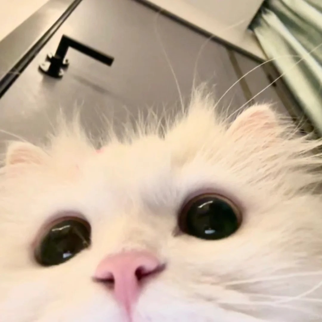 avatar mèo vô tri (13)