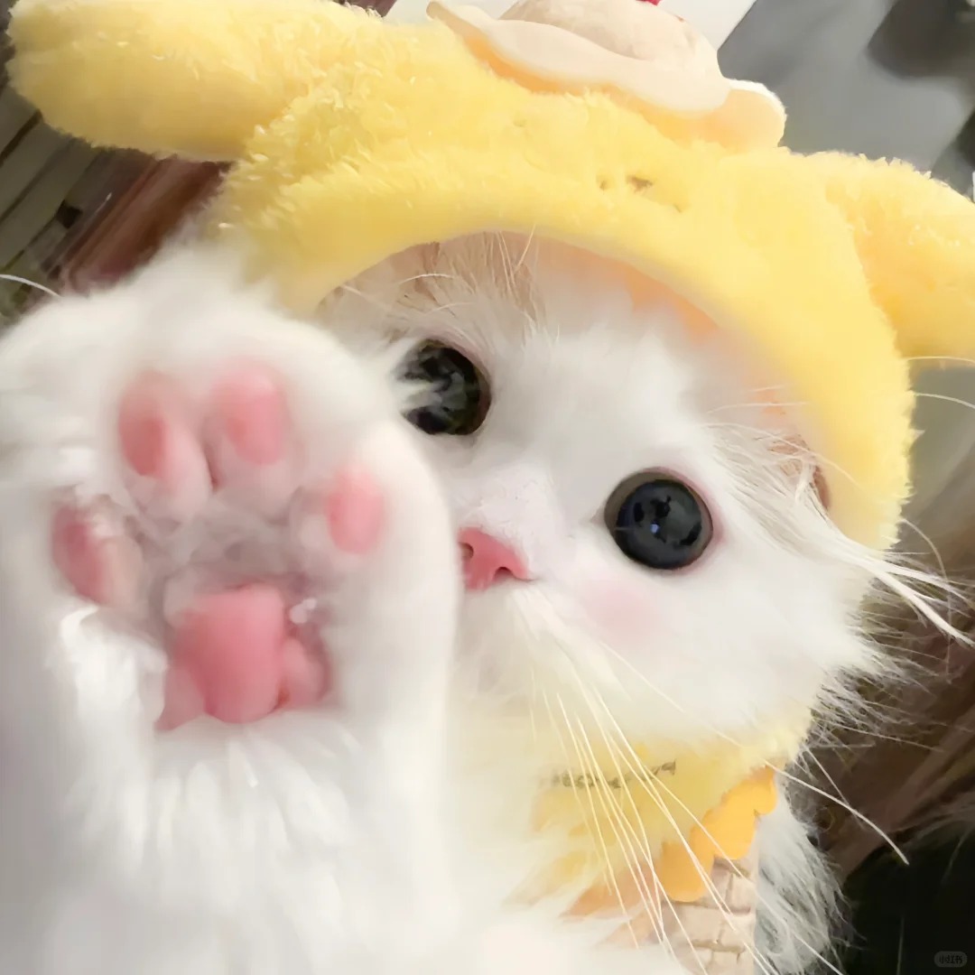 avatar mèo vô tri (14)