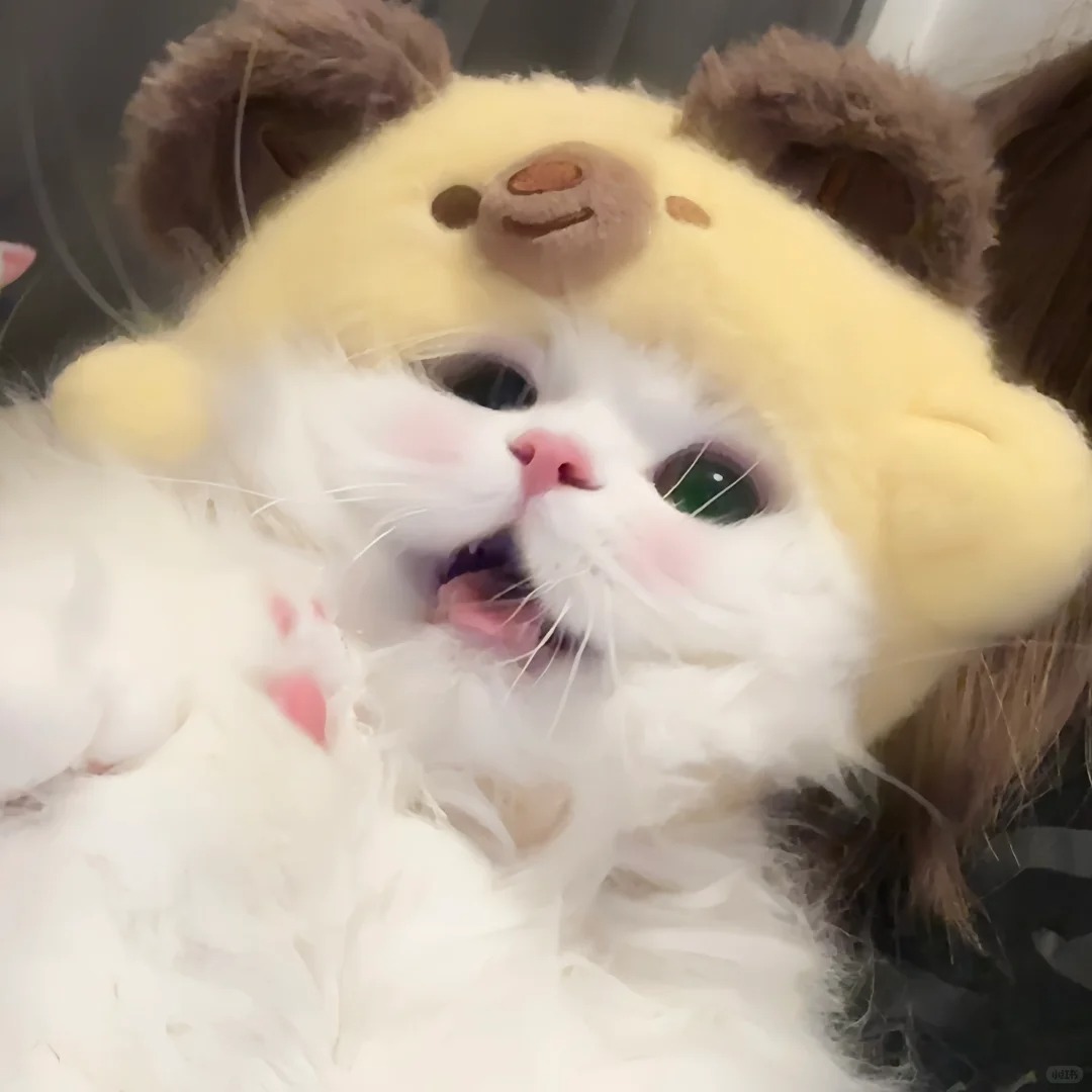 avatar mèo vô tri (15)