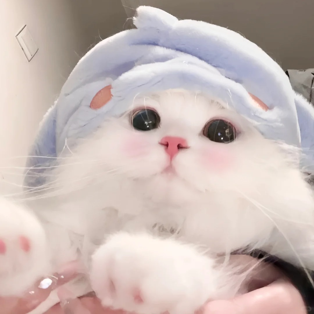 avatar mèo vô tri (16)