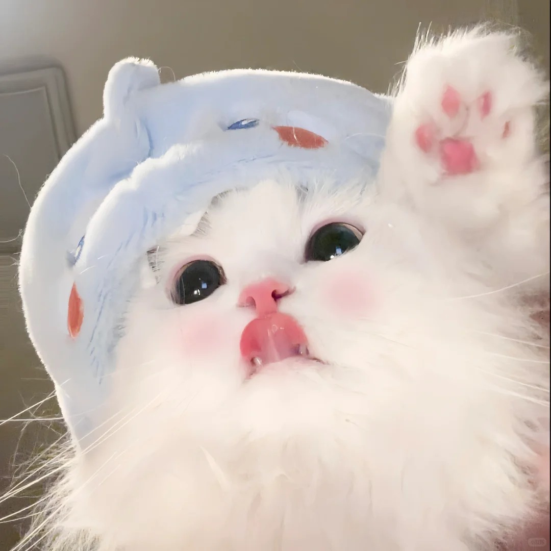 avatar mèo vô tri (17)