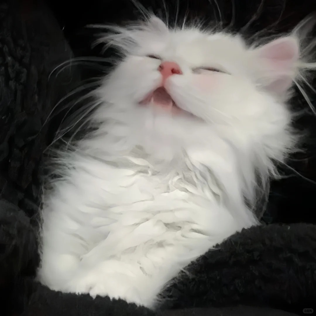 avatar mèo vô tri (20)