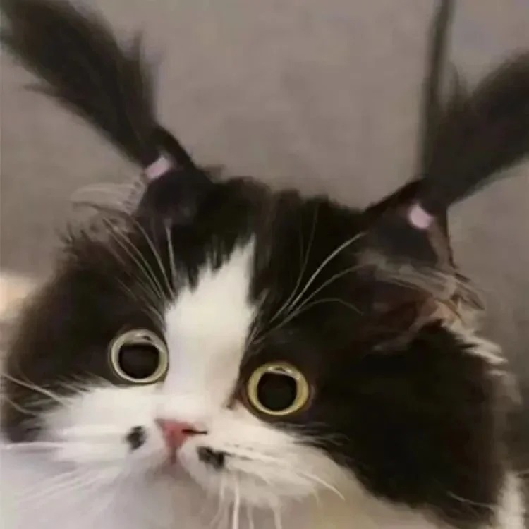 avatar mèo vô tri (22)