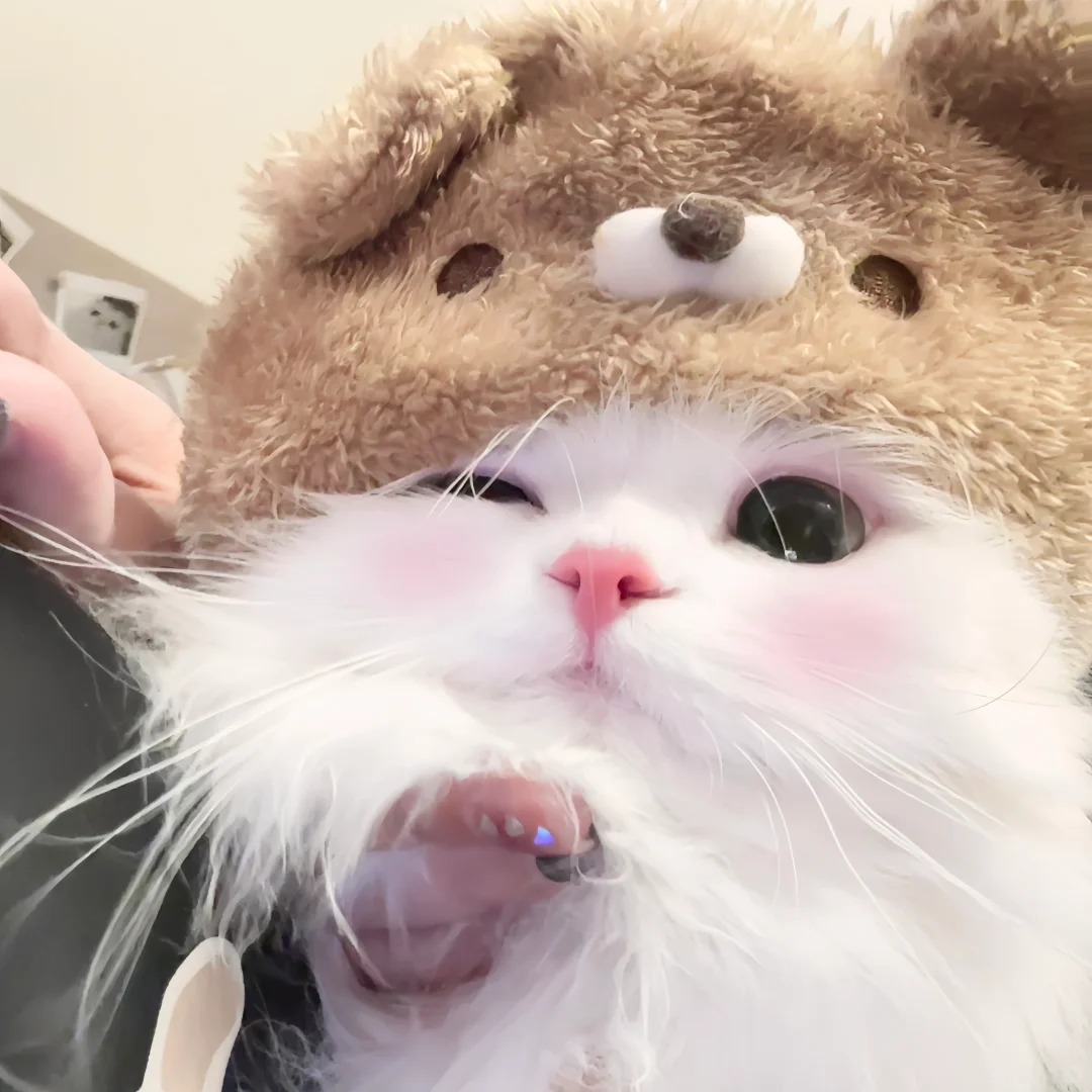 avatar mèo vô tri (6)