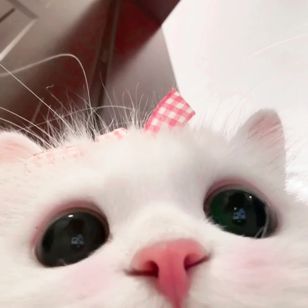 avatar mèo vô tri (7)