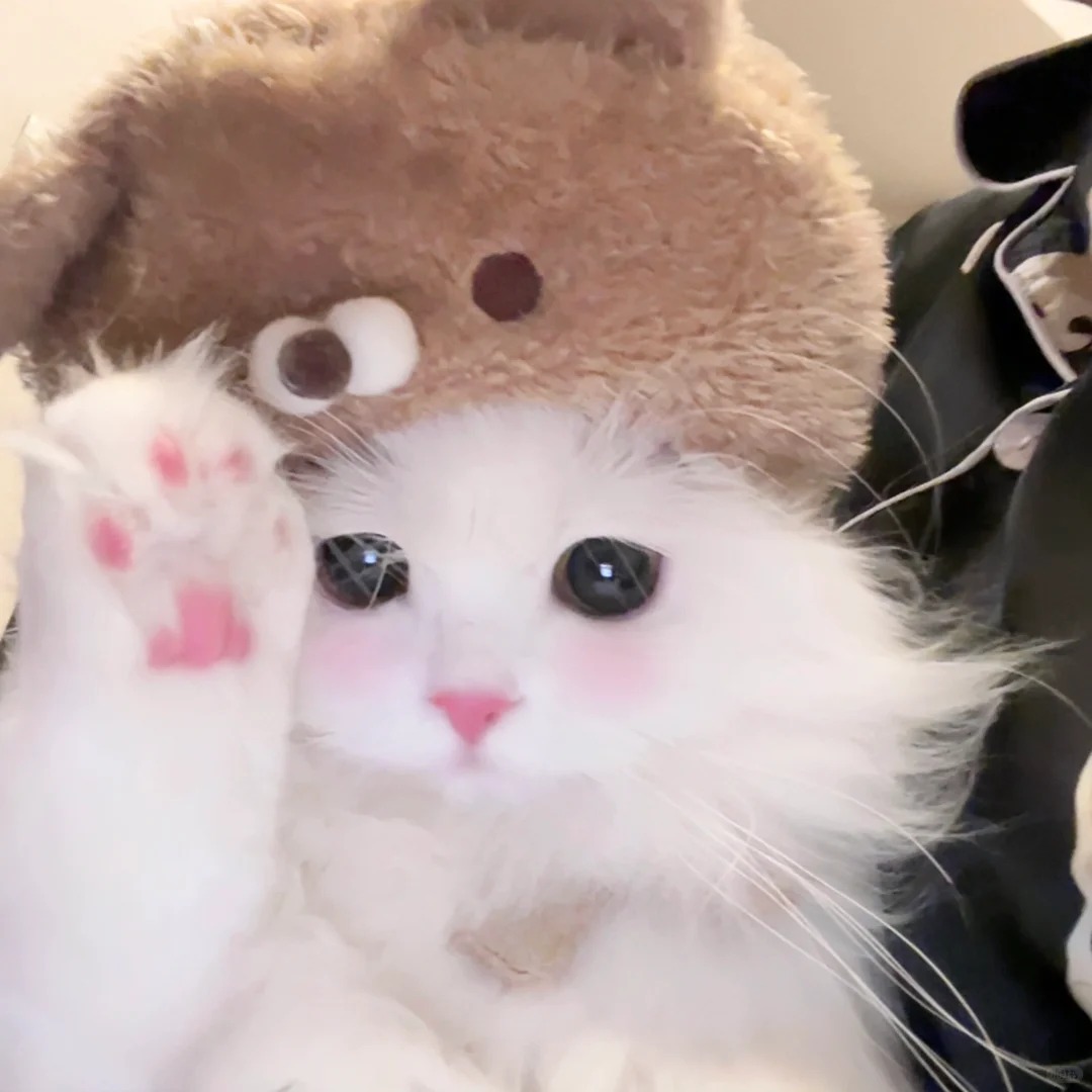 avatar mèo vô tri (8)