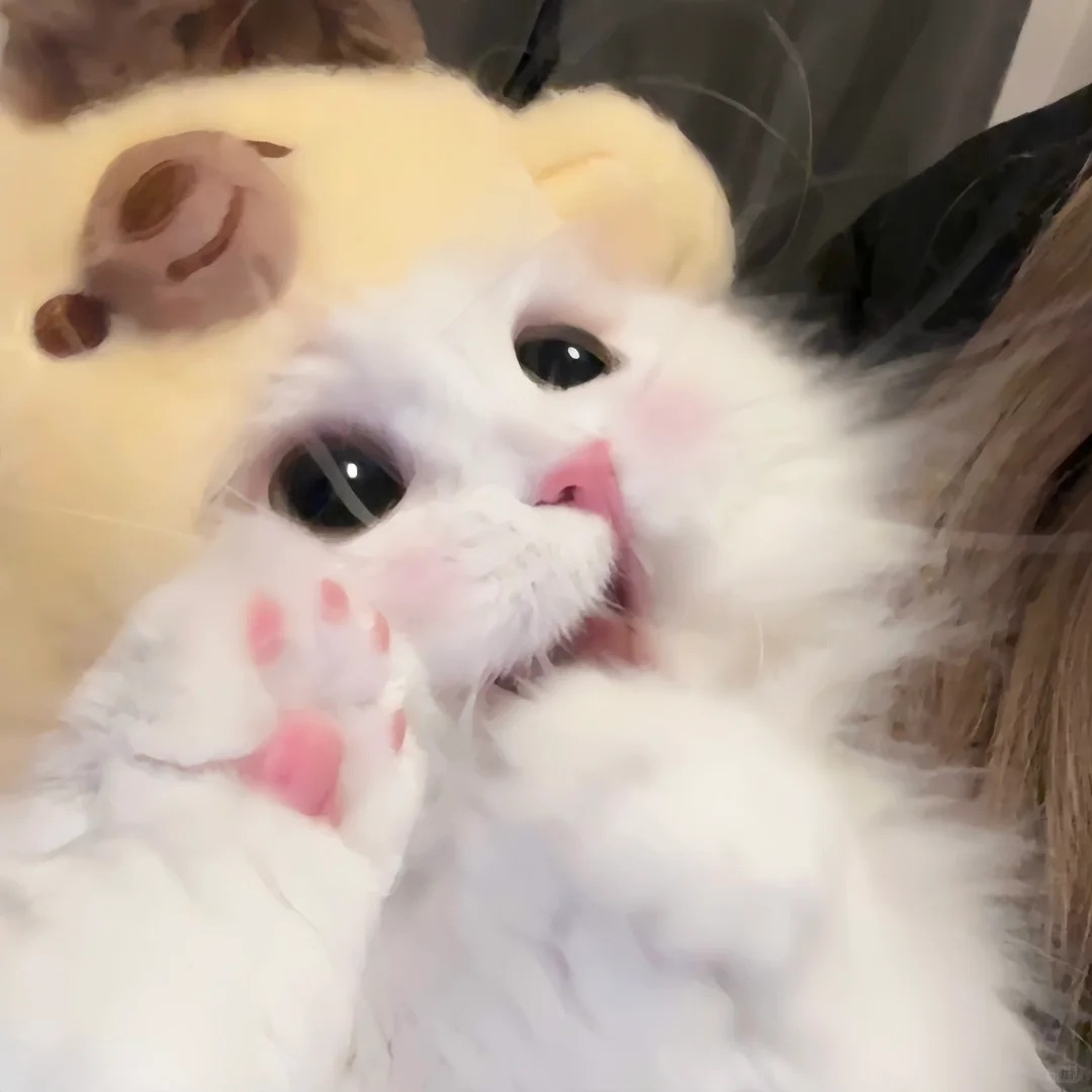 avatar mèo vô tri (9)