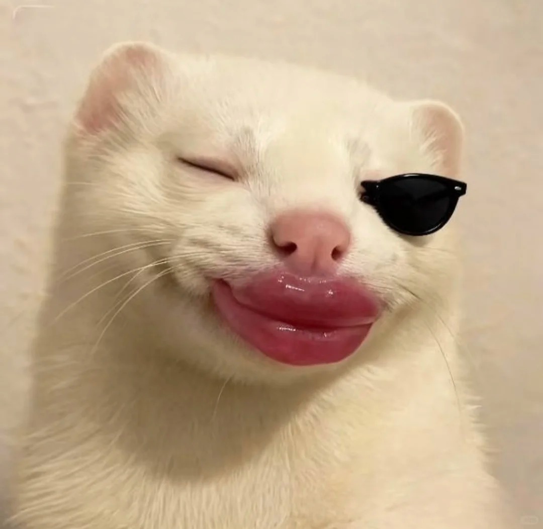 dễ thương avatar mèo vô tri