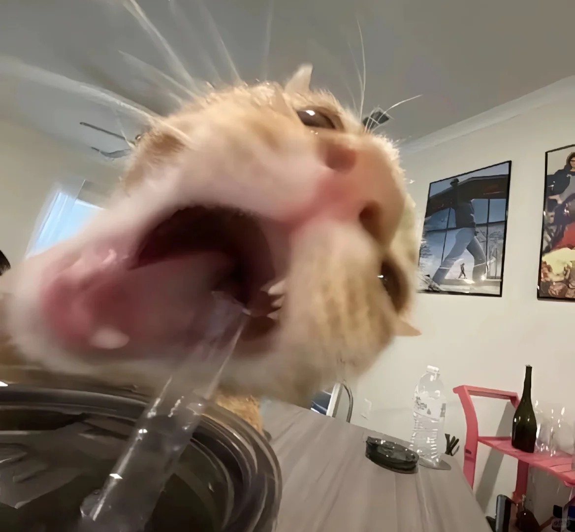 ngộ nghĩnh avatar mèo vô tri